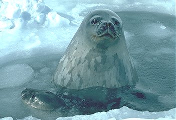 Seal Playing